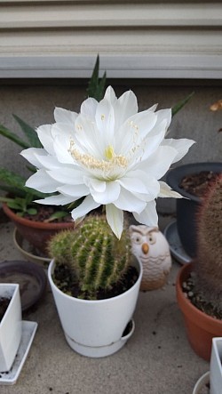 a.k.aだぁ君・29ch・サボテンの花